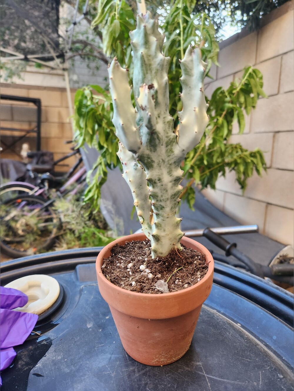 RARE 10" Euphorbia Lactea Ghost Variegated Dragon Bones With multiple arms - Picture 14 of 14